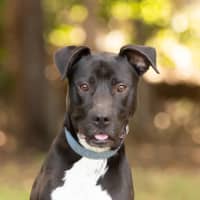 Photo of Buddy (Buzz)