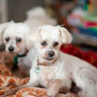 Photo of Wally And Ollie Peggotty