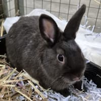 Photo of Chestnut 