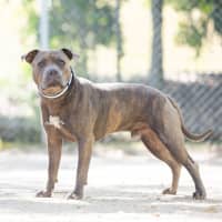 Photo of Tonka
