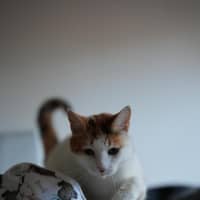 Photo of Waverley