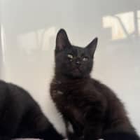 Photo of Bat Bat   In Foster Care In Ashburton