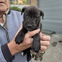 Photo of Dipper