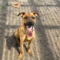 Photo of Scarlet