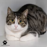 Photo of Pebble