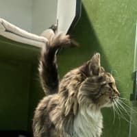 Photo of Gracie (Now Miso)