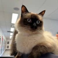 Photo of Mango Sua013068