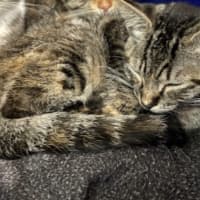 Photo of Ravioli 