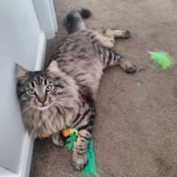 Photo of Aurelian Silvanus