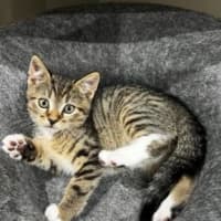 Photo of Flynn