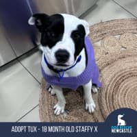 Photo of Tux   18 Month Old Staffy X