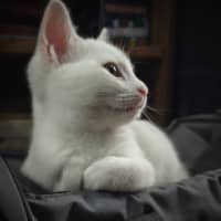Photo of Smudge
