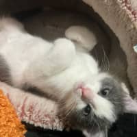 Photo of Cosmo