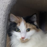 Photo of 🎀Brigita 6395 🎀