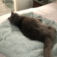 Photo of Gracie *9 Lives Project Rescue*