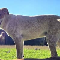 Photo of Bandit