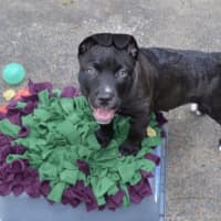 Photo of Bear