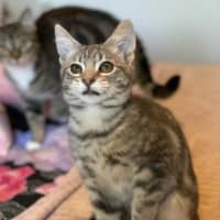 Photo of Miyo **2nd Chance Cat Rescue**