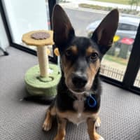 Photo of Midge