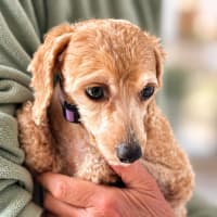 Photo of Daisy