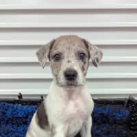 Photo of Indiana Bones