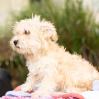 Photo of Alfie