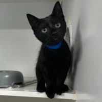 Photo of Rambo