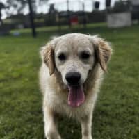 Photo of Buttercup