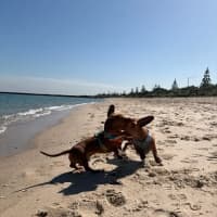 Photo of Duke And Mack