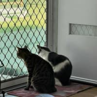 Photo of Taffy & Tiggy 