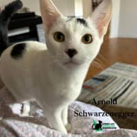 Photo of Arnold Schwarzenegger