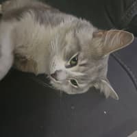 Photo of Bellamy