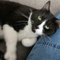 Photo of Dusty   In Foster Care In Ardeer