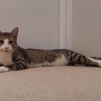 Photo of Henry