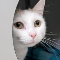 Photo of Tigger