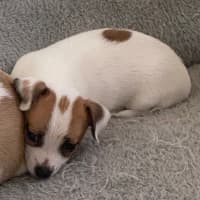 Photo of Tinker Bell