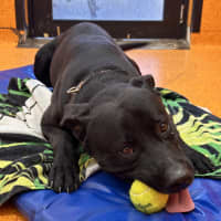 Photo of Buster