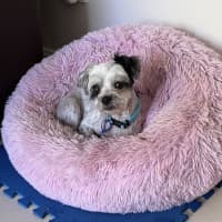 Photo of Bobby 🐼 Maltese X Shih Tzu
