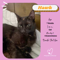 Photo of Hawk