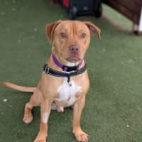 Photo of Rosco