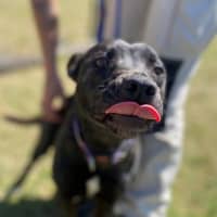 Photo of Miss Bambi (4286)