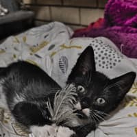 Photo of Gomez