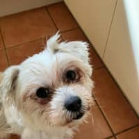Photo of Flossy
