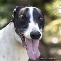 Photo of Ranger (Apache Malt)