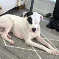 Photo of Sarge