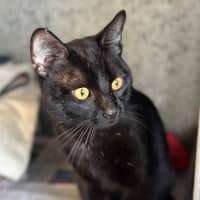 Photo of Desmond