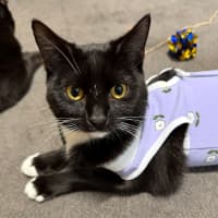 Photo of Novah