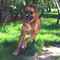 Photo of Tulip