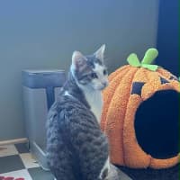Photo of Cosmo