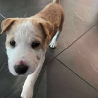 Photo of Poppy